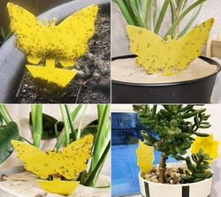 20-pack Fluefangere - Fluefelle - Søt og effektiv