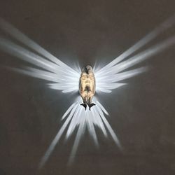 Eagle wings lampe veggfeste LED-lys med adapter