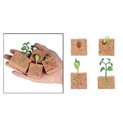 Natur Plante Sojabønner Frø Vækstcyklus Model Legesæt Førskole læring Fantasi Legetøj Klasse Forsyninger