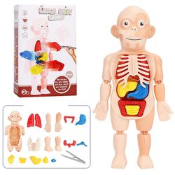 3d Menneskekroppen Torso Model Realistisk Menneskelig anatomi Display Samling Legetøj Kid Voksen Uddannelse Lær DIY Organ Medicinsk undervisningsvæ...