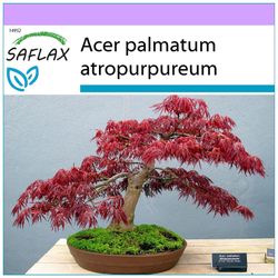 Saflax - 20 frø - Bonsai - Rød japansk ahorn - Erable du Japon pourpre - Acero palmato rosso - Arce japonés - Roter Fächerahorn