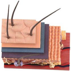 4D Ihmisen ihomalli Hiukset Elimet Palapelin kokoaminen Malli Opetusmalli Nukke Tiede Anatominen malli kuvan väri