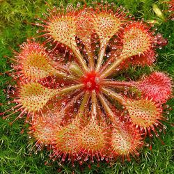 Sijiali 100stk Drosera Lovellae Sundew insektædende plante Easy Grow Garden Bonsai Decor 4