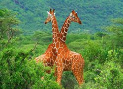 1000 kappaleen kirahvi rentouttava palapeli Puzzle Brain Teaser 300 Piece