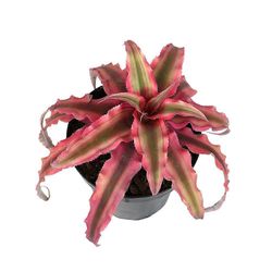 Elävä Cryptanthus-bromeliad-kasvi, Cryptanthus bivittatus -vaaleanpunainen tähti, värikäs sisäkasvi ruukussa, maatähtikasvien hoito