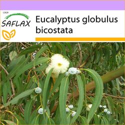 SAFLAX Sahør - 100 frø - Tasmansk blågummi - Eukalyptus (bicostata) - Eukalip (bicostata) - Eukalip - Eukalyptus (bicostata)