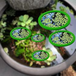 5 kpl akvaarion kelluva kasviaitaus kasvien pitämiseen paikoillaan vihreä