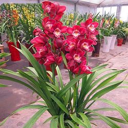 Kasituny 1 pose Cymbidium frø Høj overlevelsesrate vokser hurtigt Lille have Bonsai orkidé blomsterfrø til hjemmet Lilla Cymbidium Seeds