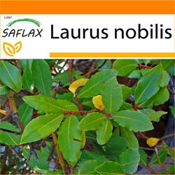 Saflax - have i tasken - 6 frø - Bay Tree - Laurier vrai - Alloro - Laurel de Apolo - Gewürzlorbeerbaum