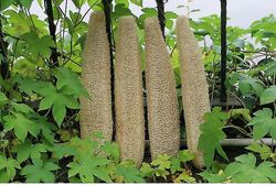 Lang krop brusebad svamp, skrubber-naturlige Loofah 30-35cm