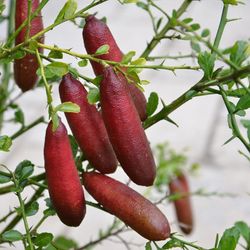 Kasituny 20kpl/pussi Citrus Australasica Seeds Bush Healthy Täynnä elinvoimaa Vähän rasvaa Finger Limes Siemenet kotiin Seed