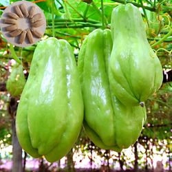 30kpl/pussi Chayote Seeds Ei vaurioita Pulleat hiukkaset Korkea itävyys Tuottava puutarhanhoito Istutus Natural Sechium Edule Vegetable Seeds Garden