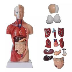 Unisex ihmisen vartalon anatomia Anatomia Anatomia Malli Sisäelinten luurankojärjestelmä