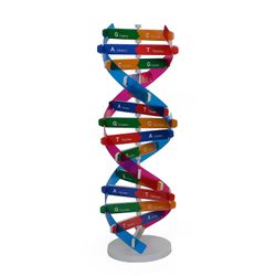 DNA Model DNA-modell dubbel helixstruktur mänsklig genvetenskap popularisering läromedel leksak