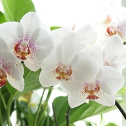 Kasituny 20kpl Phalaenopsis perhonen orkidean siemenet kotipuutarha piha bonsai koristelu Valkoinen