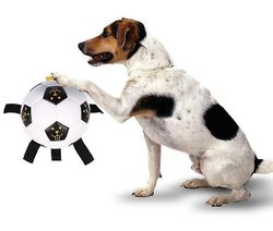 Hund Fodbold Udendørs Training Balls Interactive Legetøj