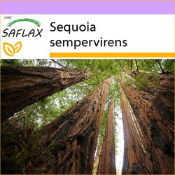 Saflax - 50 frø - kystnære Redwood - Séquoia sempervirens - Sequoia sempreverde - Secuoya roja - Küsten - Mammutbaum