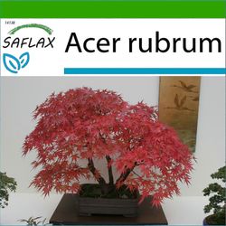 Viewleaf - 20 siementä - maaperän kanssa - Bonsai - Punainen vaahtera - Erable Rouge - Acero Rosso - Arce Rojo - Rotahorn