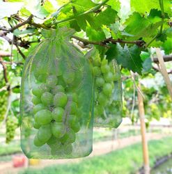 100 kpl Grape Protection Bag, koko: 30 x 20 cm, väri: vihreä, narulla, antaa täydellisen suojan ampiaisia, lintuja vastaan, Materiaali: Organza -Yx