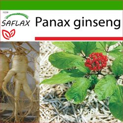 Saflax - 10 frön - Med jord - Koreansk ginseng - Ginseng coréen - Ginseng - Ginseng genuino coreano - Echter Koreanischer Ginseng