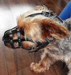 Vaalea nahkainen koiran kuono chihuahualle, Yorkshirenterrierille, minikannulle ja muille pienille koirille (luonnollinen Le Nahka