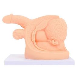 Kanavakatetrin käytännön malli Ihmiskehon katetrointimalli Katetrointikoulutusmallit näyttävät miesten katetrointimallin