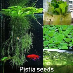 Kasituny 50stk Dichondra Pistia frø Hagedam Vannplantebasseng Akvarium Tank Innredning Pistia Seeds