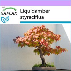 SAFLAX Sahør - 100 frø - Bonsai - American Sweet Gum - Copalme d'Amérique - Storace americano - Árbol del ámbar - Amerikanischer Amberbaum