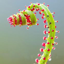 100kpl Drosophyllum siemeniä DIY kotipuutarha lihansyöjäkasvi ruukkubonsai-sisustus