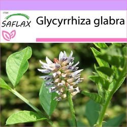 Saflax - 30 frø - lakrids - Réglisse glabre - Liquirizia - Regaliz u orozuz - Süßholz / Lakritze