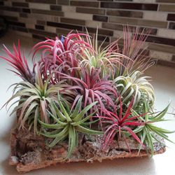 Sijiali 100stk Tillandsia frø sjældne assorterede Lonantha Air Plants Garden Beauty Decor