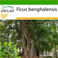 Saflax - 20 siementä - maaperä - Intian Banyan Tree - Figuier des banians - Baniano - Higuera de Bengala - Bengalische Würgefeige