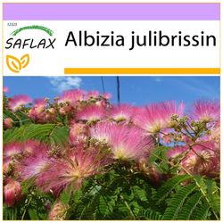 Saflax - 50 frø - Pinc Acacia - Albizia - Albero della seta - Acacia de Constantinopla - Schlafbaum