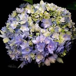 Kasituny 50kpl hortensia koristekasvi kukka siemenet puutarha piha patio bonsai sisustus Violetti-valkoinen Hydrangea