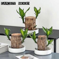 Brasilian puuveden vihreä kasvi Kasvata Lucky Wood Ruukku Four Seasons -kasveja Ruskea 5cm