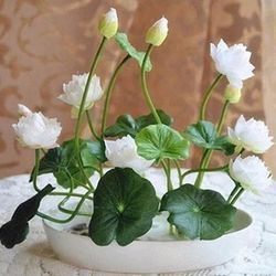 10kpl kulholootuksen siemeniä bonsai-kasveja kotipuutarha hydroponinen kasvi kukkakoriste - YX Valkoinen 10pcs Bowl Lotus Seeds