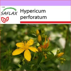 Saflax - 300 frø - St. John's Wort - Millepertuis perforé - Iperico - Hierba de San Juan - Johanniskraut