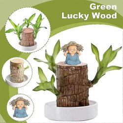 Brasilialainen onnekas puutehdas Brasilian puun vesiviljelykasvi työpöydän sisustuksella 1 kpl
