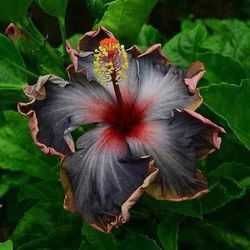 20kpl eksoottisia hibiscus-siemeniä puutarhanhoito trooppinen jättiläinen kukka kotipuutarhakasvi Hibiscus Seeds