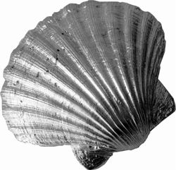 Wentworth Støbt tin kammusling shell ornament - JK02