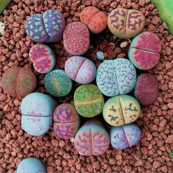 100kpl sekoitettuja lithops-siemeniä eläviä kiviä meheviä kasveja bonsai-puutarhan sisustus Lithops Seeds