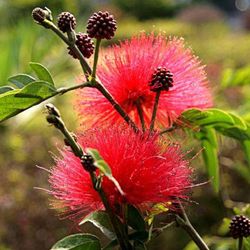 Kasituny 10kpl/pussi Calliandra Haematocephata -siemenet auringonpaiste suosii kylmää sietämätöntä punaista kukintaa Tuottelias Calliandra Haematoc...