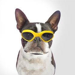 Hundebriller, Pet solbriller, UV Beskyttelse gul