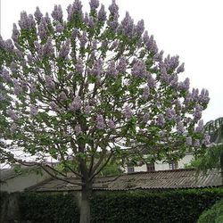 100Pcs / Bag Paulownia Imperialis frø Vakre friske klokkeformede blomster Raskt voksende trefrø for utendørs Seed