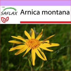 Saflax - 40 frø - Mountain Arnica - Arnica des montagnes - Arnica - Árnica - Echte Arnica