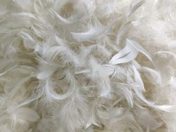 Hanhen höyhenet Höyhenet Untuvat Löysät höyhenet Täyte tyynyille tai peitoille 90% Hanhen höyhen 10% hanhenuntuvatyynyn täyte