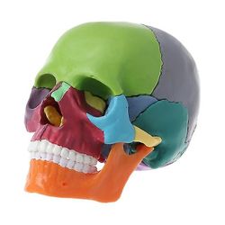 Jying 15 I 1 demonteret farve Skull Anatomisk Model aftagelige Undervisning Tool 4d