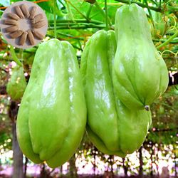 Kasituny 20kpl/pussi Chayote Seeds Sunshine tarvitsee ravitsevaa vitamiinia mukana Luonnolliset chayote-kasvien siemenet puutarhaan