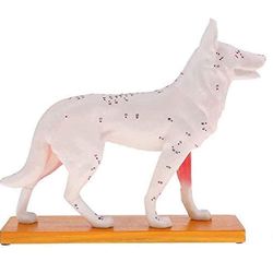 Anatominen koiramalli Akupunktio Anatomia Akupunktiopistemalli koiran kehosta 72 akupunktiolla valkoinen