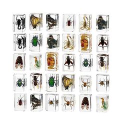 30 hyönteistä hartsinäytteessä Bugs Collection paperipainot, lapsille sopivat leluvirheet toimisto bi Kuten